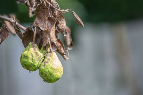 birnbaum blätter verbrannt.